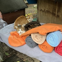 photo de livraison pour Les chats de chez nous