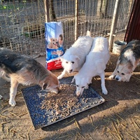 photo de livraison pour Azil za pse"Poslednja oaza"