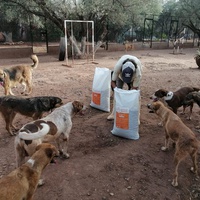 photo de livraison pour Help Adopt Moroccan Animals