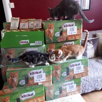 photo de livraison pour Vos Pattes entre nos Coeurs