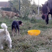 photo de livraison pour SOS Animal Tendresse