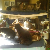 photo de livraison pour Pattes de Chats 50