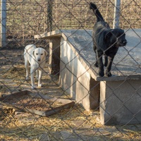 photo de livraison pour Azil Bella