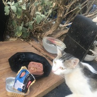 photo de livraison pour Félin Pour L’Hôte