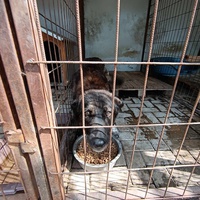 photo de livraison pour Civic Initiative Kane Korzo Skopje