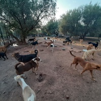 photo de livraison pour Help Adopt Moroccan Animals