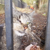 photo de livraison pour L'Ecole du Chat Istreen