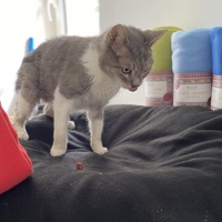 photo de livraison pour SADF (Sauvetage des animaux domestiques de France)