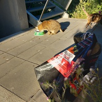 photo de livraison pour L'Ecole du Chat Istreen