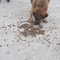 photo de livraison pour Nobody's Dog France