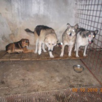 photo de livraison pour Pro Animals Finland ry