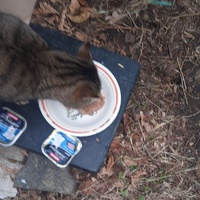 photo de livraison pour 4 Pattes 30