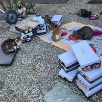 photo de livraison pour Les chats de chez nous