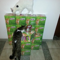 photo de livraison pour Aide Aux Chats
