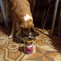 photo de livraison pour AVRAH