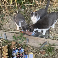 photo de livraison pour Les chats Port-Saint-Louisiens