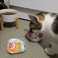 photo de livraison pour Adoption Féline Estuaire