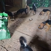 photo de livraison pour Beta Zajecar