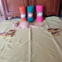 photo de livraison pour Les Chats'Pitres de la Presqu'île
