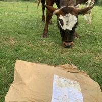 photo de livraison pour Espoir au Galop