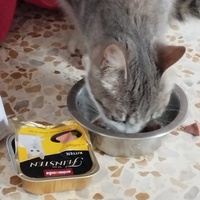 photo de livraison pour Cat Miaou