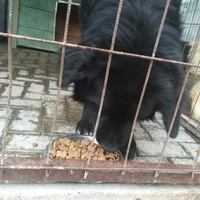 photo de livraison pour Civic Initiative Kane Korzo Skopje