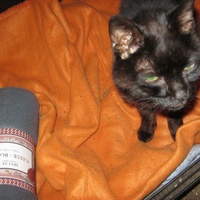 photo de livraison pour Au Bonheur des Chats Libres