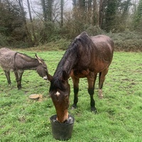 photo de livraison pour Espoir au Galop