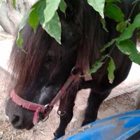photo de livraison pour SOS Animal Tendresse