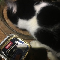 photo de livraison pour Félin Pour L’Hôte