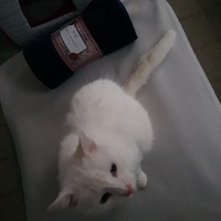 photo de livraison pour Les chats de l'Indifférence