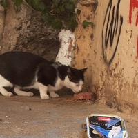 photo de livraison pour Chats cerbériens