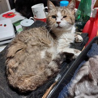 photo de livraison pour Les Chats de Cooper