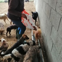 photo de livraison pour Mariuta