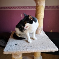 photo de livraison pour Les Pattounes de Théo