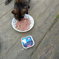 photo de livraison pour Chats Oubliés