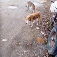 photo de livraison pour Viata Animalelor