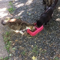 photo de livraison pour Ecole du Chat des Alpilles