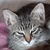 photo animal