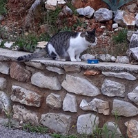photo de livraison pour Les Chats de la Tour