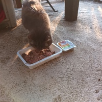 photo de livraison pour L'école du Chat d'Ollioules
