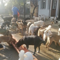 photo de livraison pour Europe4strays