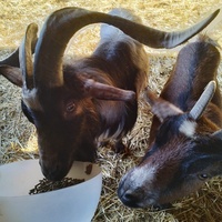 photo de livraison pour Sanctuaire Paradis d'Animaux