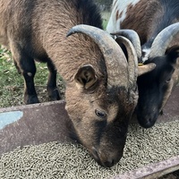 photo de livraison pour Refuge du Poil à la Plume