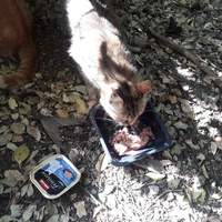 photo de livraison pour Nos amours de minous oubliés