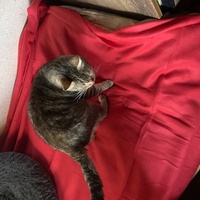 photo de livraison pour Un Ronron d'Espoir 33