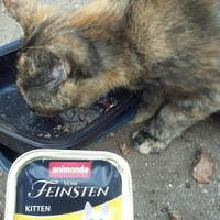 photo de livraison pour Les Chats-Pitresdelavi-Ste