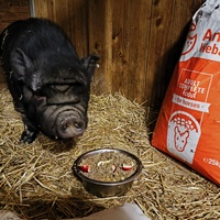 photo de livraison pour Chats Libres de Béziers