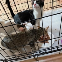 photo de livraison pour Collectif Sauvetage Chatons
