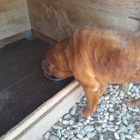 photo de livraison pour Happy Shelter Skopje